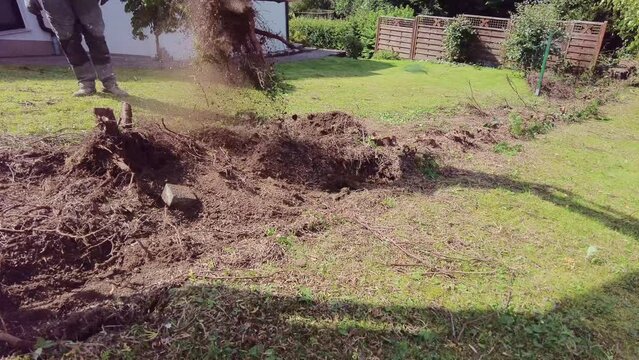 Digging out of trunk and roots with mini excavator. Tree stump removal. Man shakes earth from roots