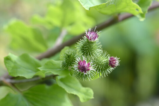 滝野川ごぼう Images Browse 13 Stock Photos Vectors And Video Adobe Stock