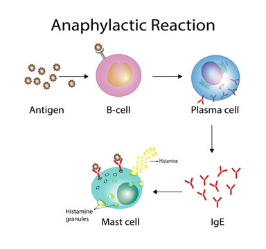 Anaphylactic reaction, allergic reaction, Autoimmune disorders, allergy and anaphylaxis. Mast cells, b cell,  basophils and IgE antibodies  are in involved in Anaphylactic reaction.