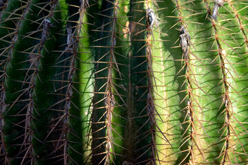 Backround with cactus texture with needles