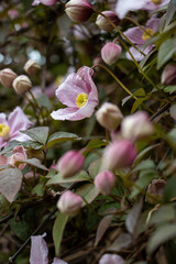 pink magnolia flowers