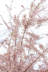 Branches of a flowering bush, pink flowers. Spring flowering, park