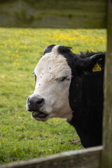 portrait of a cow