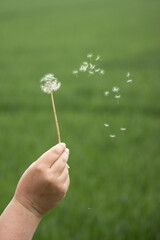 hand holding dandelion