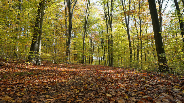 Herbstwald