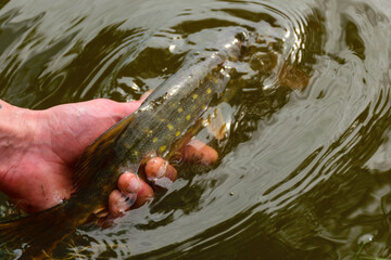 a small pike released by a fisherman and let swim back into the lake