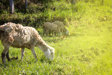 Naklejka na ściany i meble A thick hairy goat tethered grazing in the fields. A white goat is grazing in the meadow. sun reflective, motion blure concetp