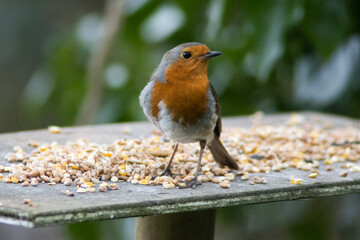Robin in the trees