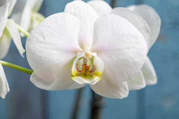 White orchid flower white petals and yellow stem in bloom