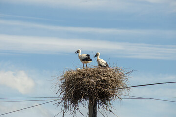 Fototapeta premium White grown-up stork chicks in the nest. High quality photo
