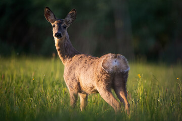 Roe deer standing in a field