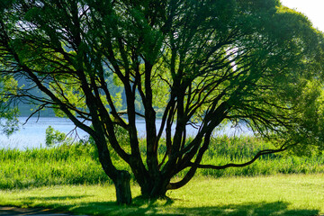 Fototapeta premium thick tree on the shore of the lake, backlight