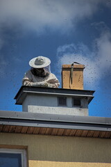 beekeeper catching a swarm of bees on the roof of the house to the beekeeper's box