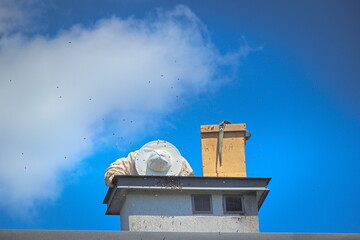 beekeeper catching a swarm of bees on the roof of the house to the beekeeper's box