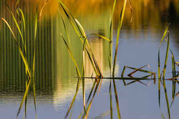 Reflection of bird hide and reeds Big Swamp Bunbury