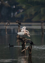 Spot-billed Pelican