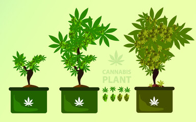 Cultivation of cannabis plants Potted plants Planting cannabis vector EPS10