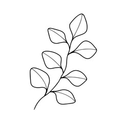 Hand drawn eucalyptus branch. Botanical design elements for invitations, greeting cards, menu, web. Floral line art.
