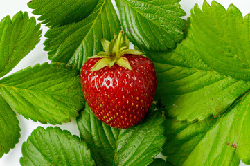 strawberry Fragaria ananassa Duchesne