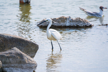 The small white heron or Little egret stands in the lake