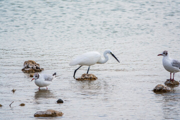 The small white heron or Little egret stands in the lake