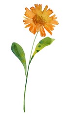 yellow flower isolated on white background