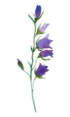 blue  isolated on white