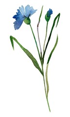 Naklejka na ściany i meble blue flowers isolated on white