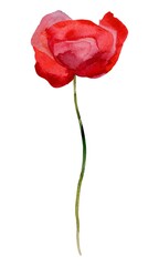 Obraz premium red poppy isolated on white