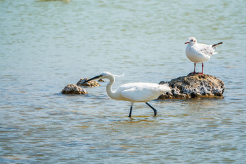 The small white heron or Little egret stands in the lake