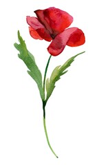 Obraz premium red poppy isolated on white background