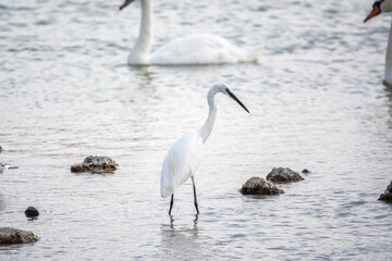 The small white heron or Little egret stands in the lake