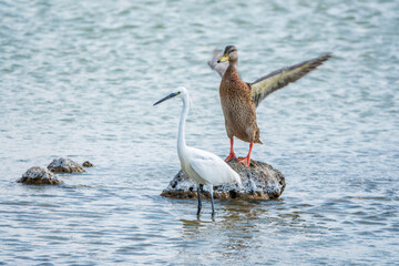 The small white heron or Little egret stands in the lake