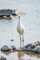 The small white heron or Little egret stands in the lake