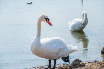Graceful white Swan with a red beak stands on the bank of a pond