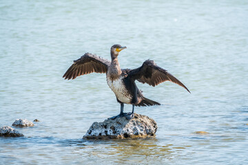 Great cormorant, Phalacrocorax carbo, sits on stone and dries its wings on the wind.
