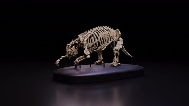 Bone Museum &ndash; Eremotherium Bone II, Animation.Full HD 1920&times;1080. 11 Second Long..