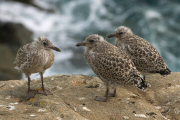Le grisard, petit du goéland