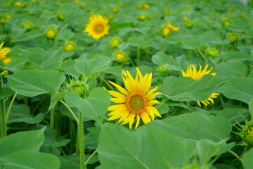 When it comes to the best summer flower, it is the sunflower
