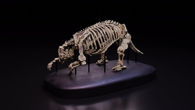 Bone Museum &ndash; Eremotherium Bone, Animation.Full HD 1920&times;1080. 11 Second Long..