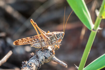 A large brown locust, Locusta migratoria, with a pattern on its body sits on branch among green...