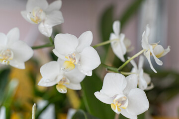 Naklejka na ściany i meble Orchids white buds. Orchid background. Phalaenopsis bud. A branch of flowers. Delicate flower. Rare collectible plant. Dew on the bud closeup.