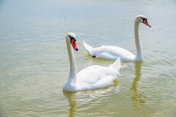 Two Graceful white Swans swimming in the lake, swans in the wild