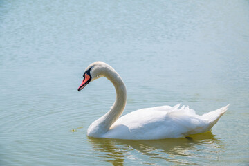 Graceful white Swan swimming in the lake, swans in the wild. Portrait of a white swan swimming on a lake.