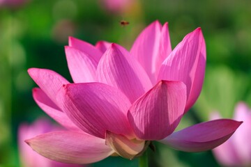 Fototapeta premium 蓮