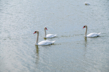 Three graceful white swans swims in the lake, swans in the wild.