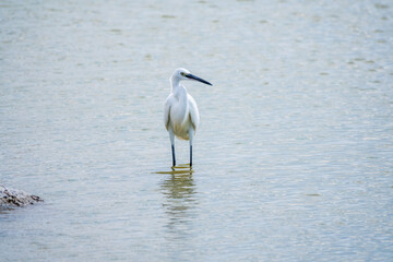 The small white heron or Little egret stands in the lake