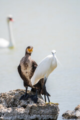 Small white heron, or Little egret, Egretta garzetta, and Great cormorant, Phalacrocorax carbo, sitting on a cliff and looking for fish in shallow water