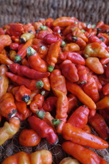 Cayenne pepper (Capsicum frutescens) is a fruit and plant member of the genus Capsicum whose fruit grows towering upwards.