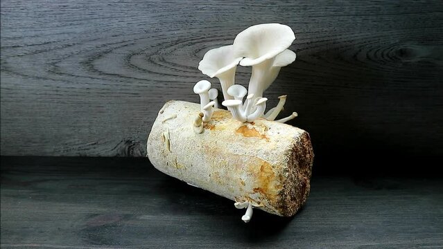 Footage of Matured Indian Oyster Mushrooms Surrounded with Immature Pins Growing on Mycelium Bock